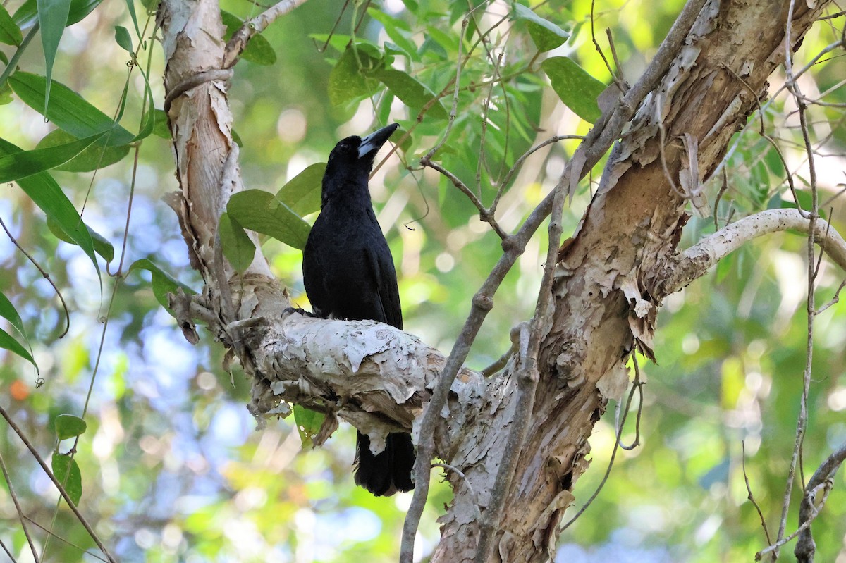 Black Butcherbird - ML643685630
