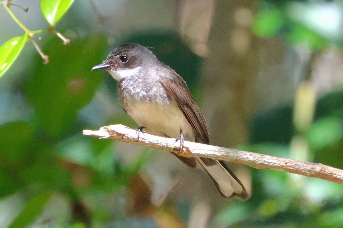 Northern Fantail - ML643685632