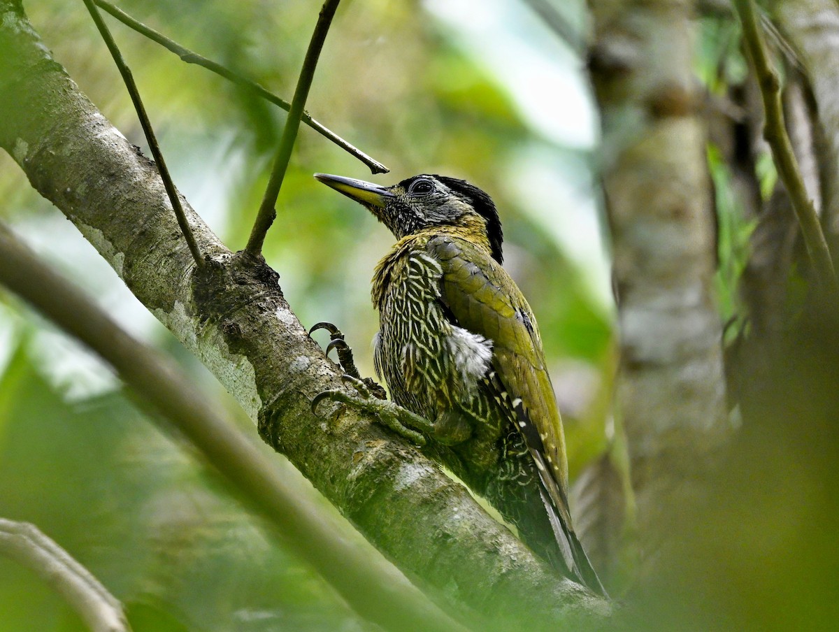Streak-breasted Woodpecker - ML643685633