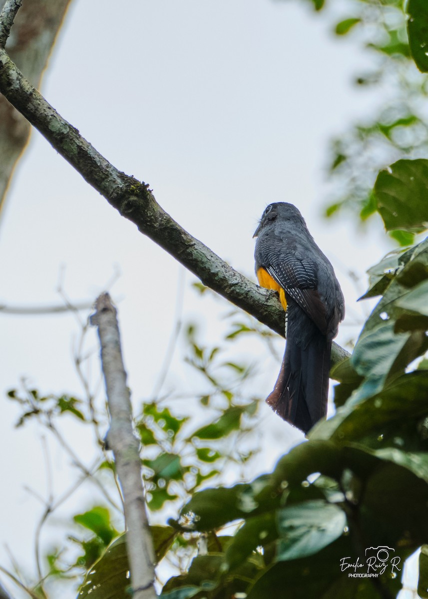 trogon zelenohřbetý - ML643685635