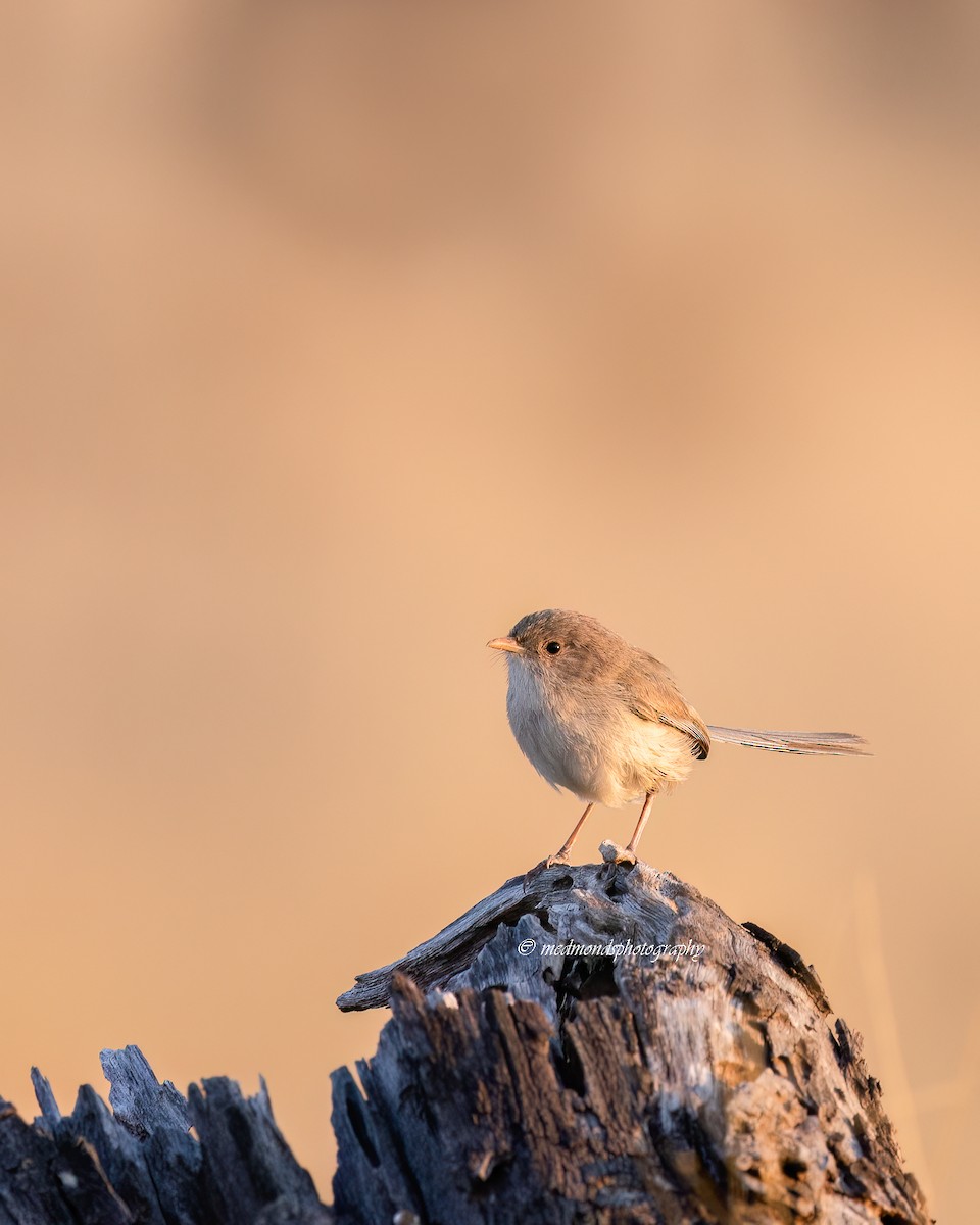 White-winged Fairywren - ML643685638