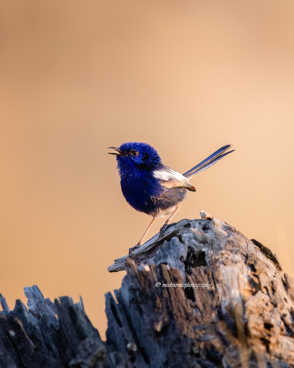White-winged Fairywren - ML643685639