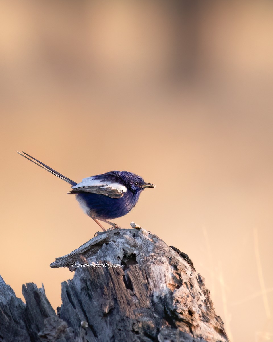 White-winged Fairywren - ML643685640