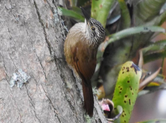 White-throated Woodcreeper - ML643685644