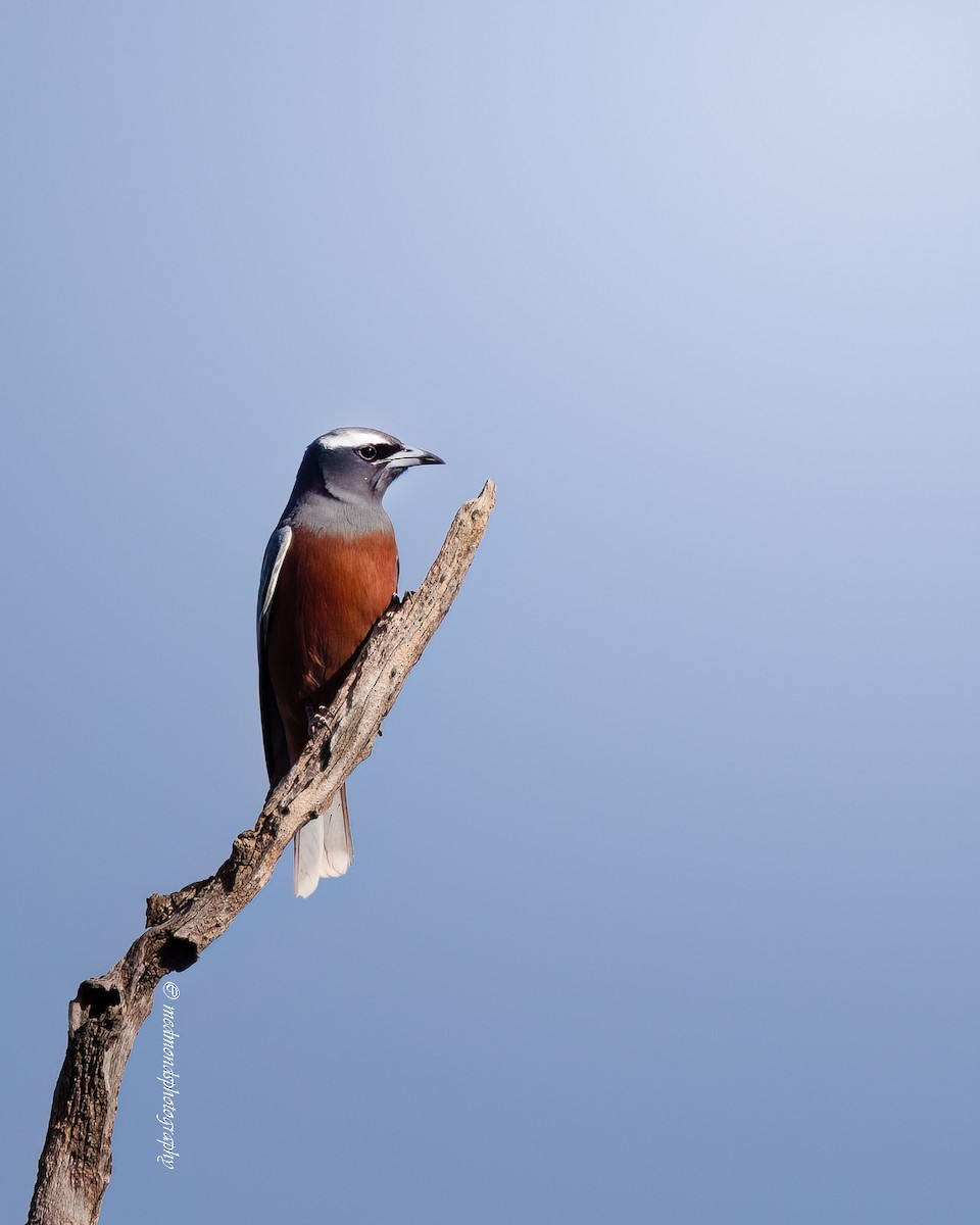 White-browed Woodswallow - ML643685645
