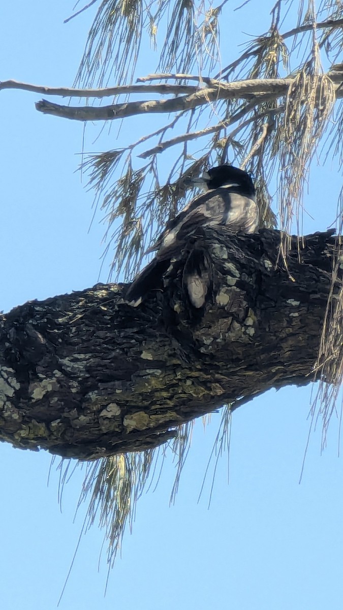 Gray Butcherbird - ML643685647