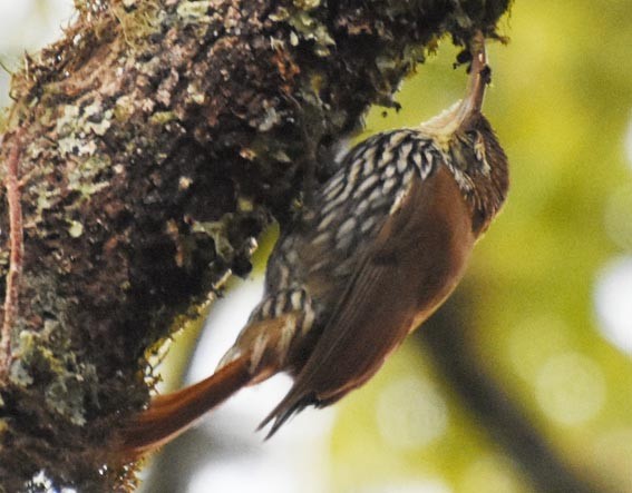 Scaled Woodcreeper - ML643685649