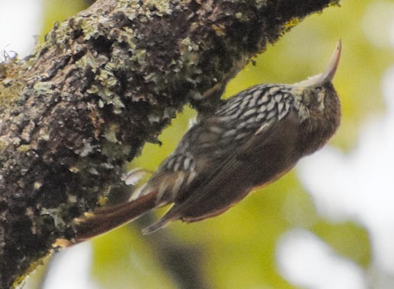 Scaled Woodcreeper - ML643685651