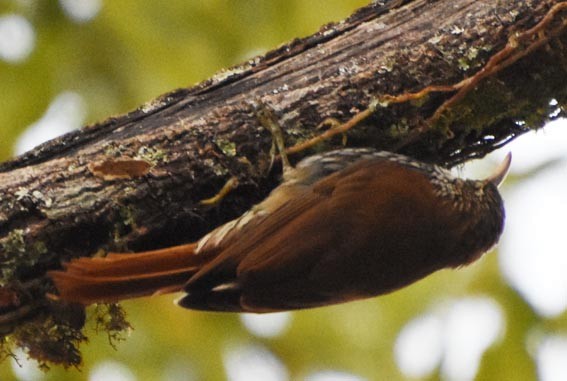 Scaled Woodcreeper - ML643685652