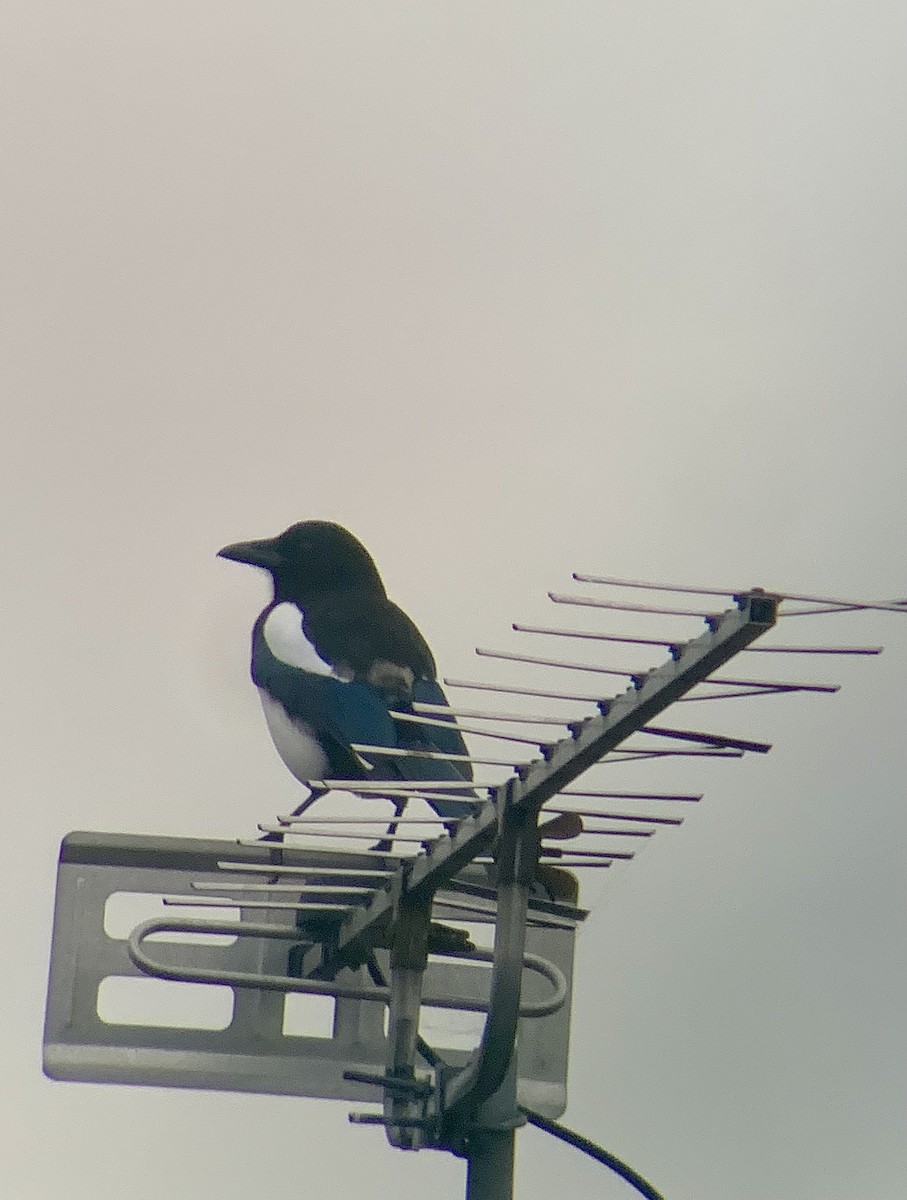 ユーラシアカササギ - ML643685661