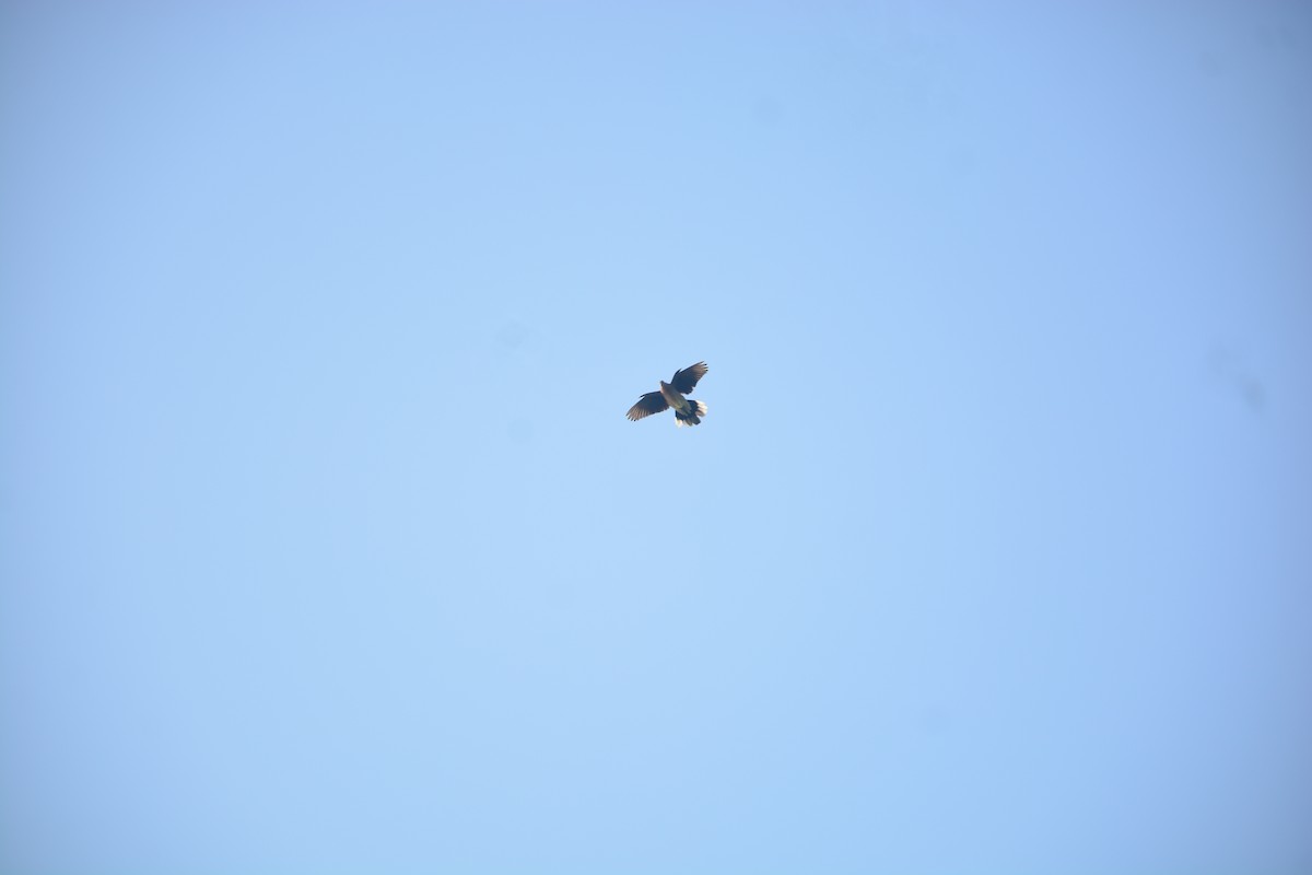 Spotted Dove - ML643685683