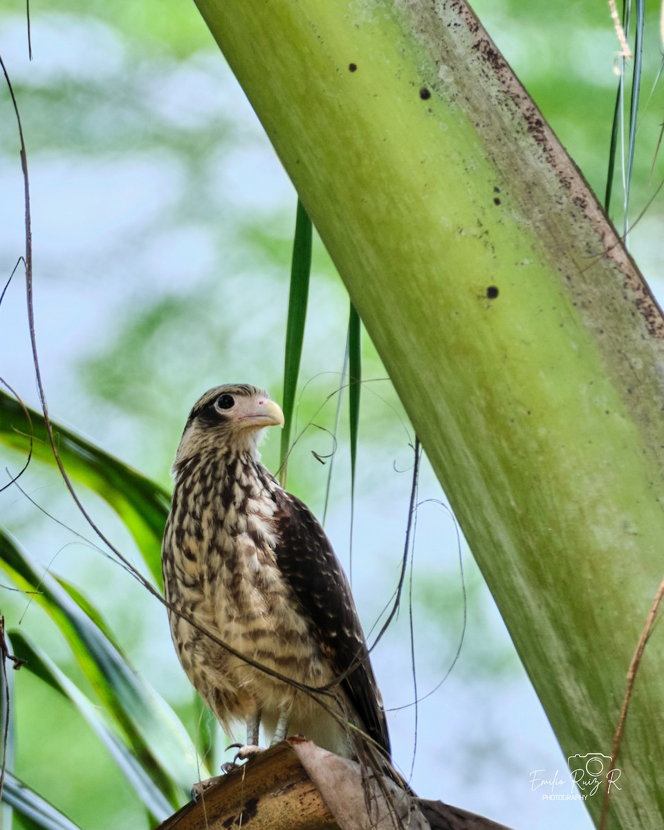 キバラカラカラ - ML643685689