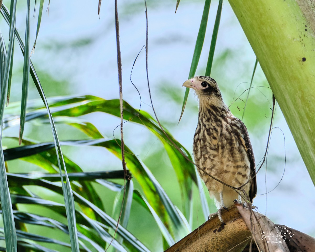 キバラカラカラ - ML643685693