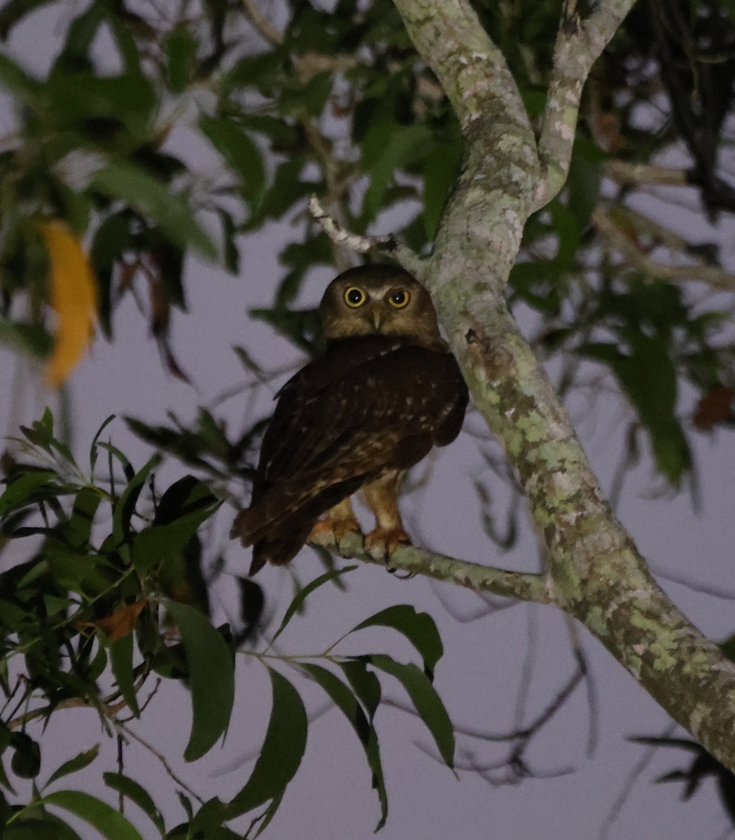 Barking Owl - ML643685696
