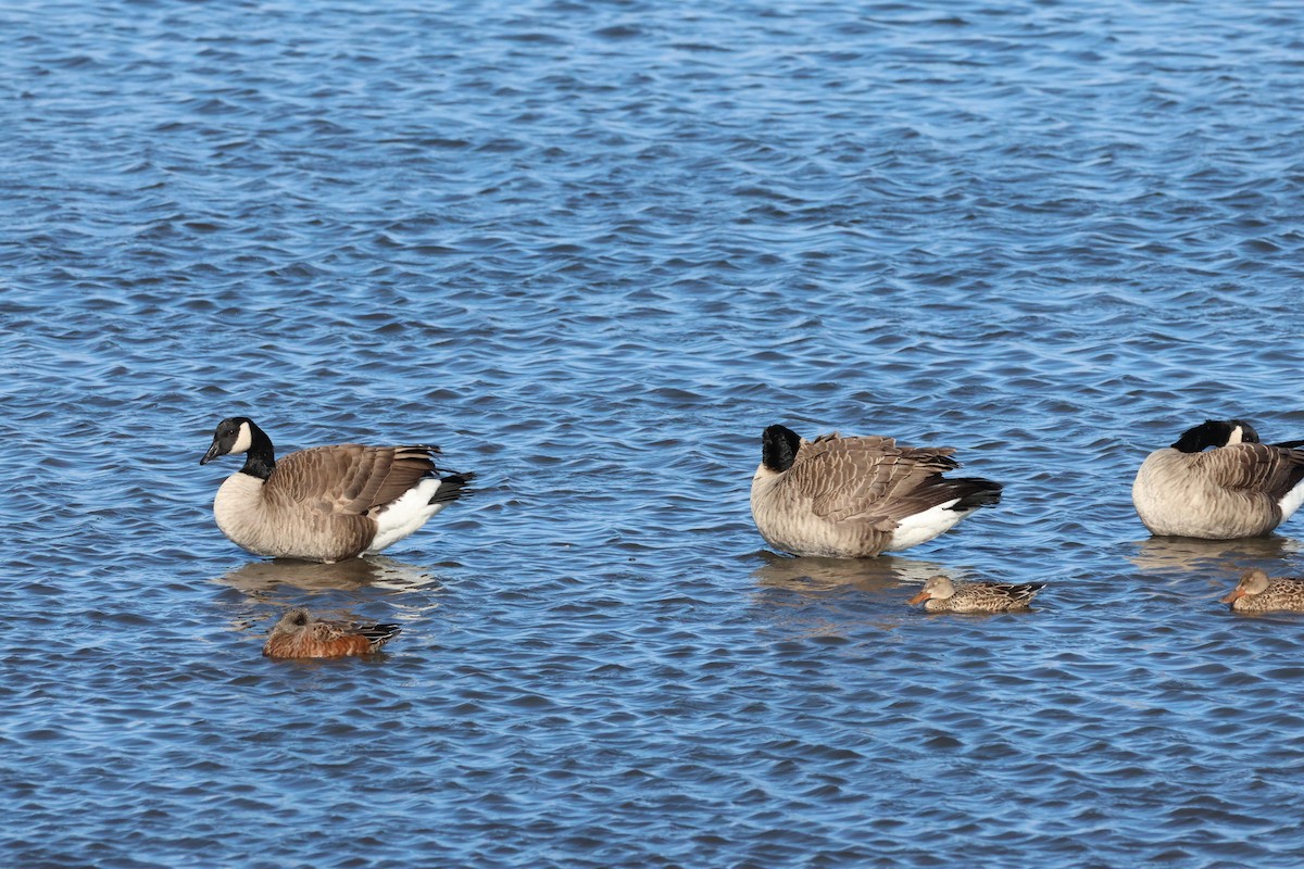 カナダガン - ML643685697