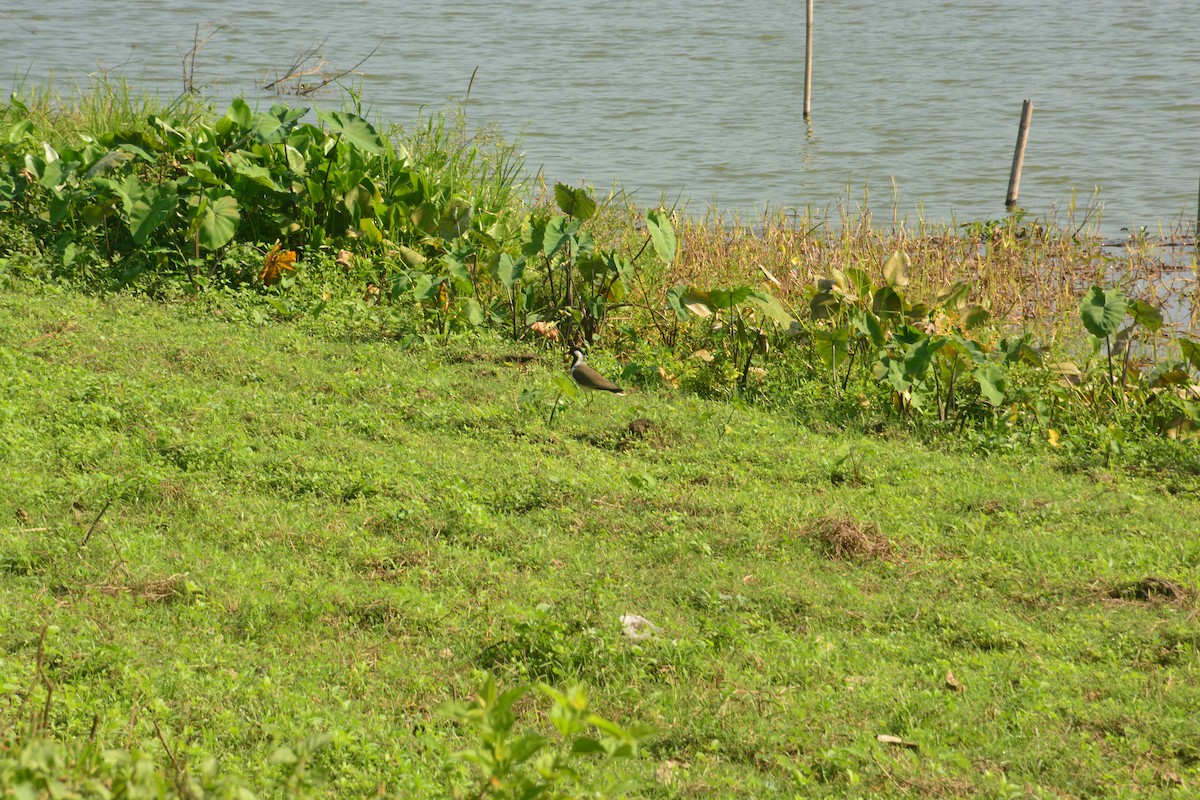 Red-wattled Lapwing - ML643685704