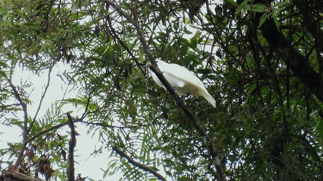 White Bellbird - ML643685709