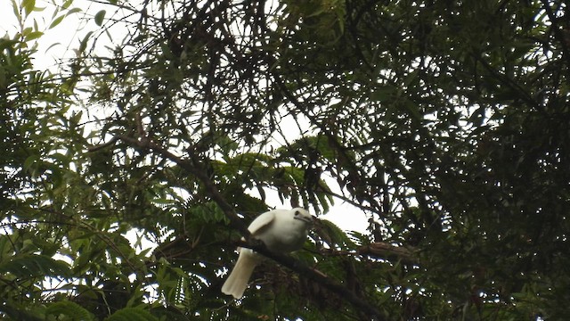White Bellbird - ML643685711