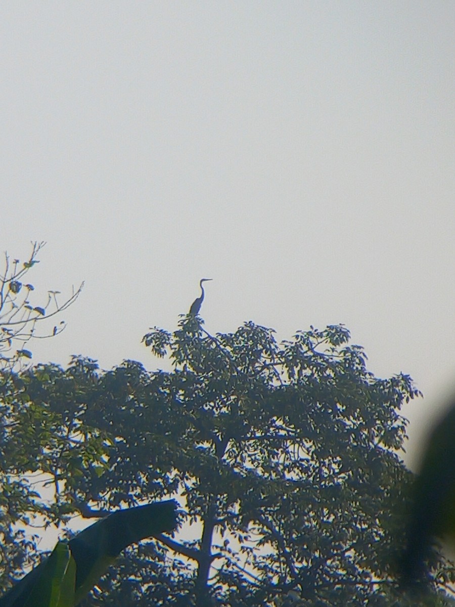 Oriental Darter - ML643685717