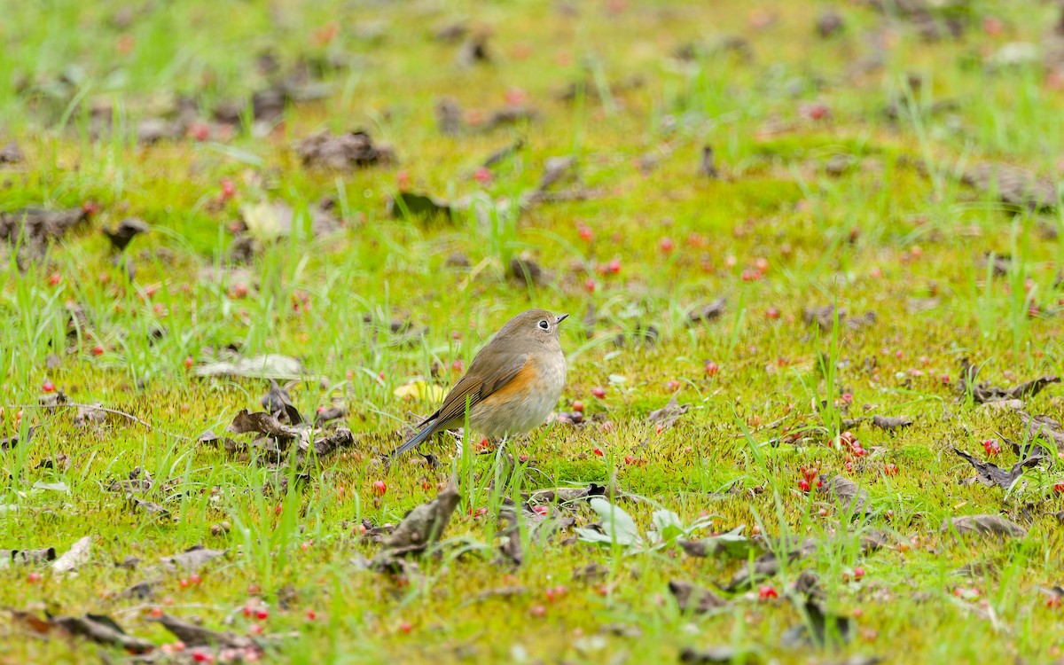 Red-flanked Bluetail - ML643685727