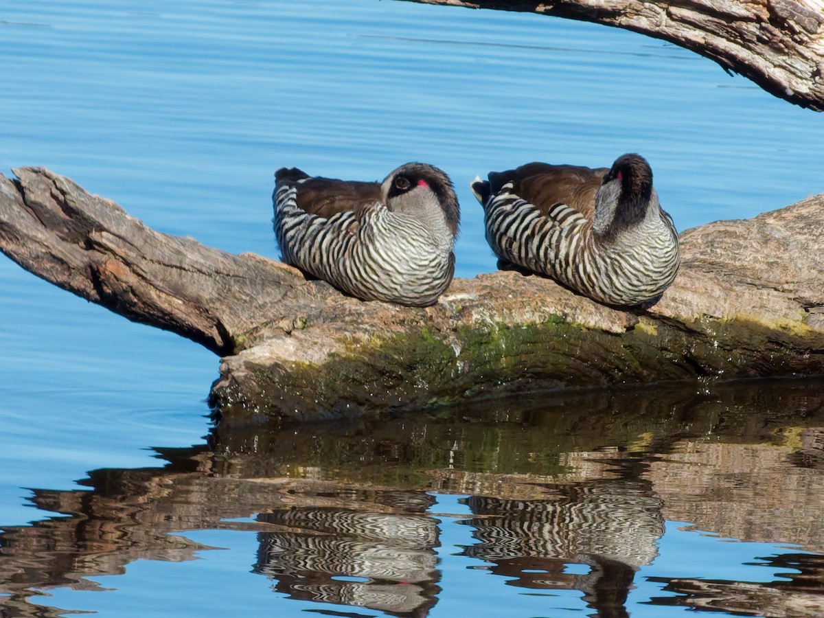 Pink-eared Duck - ML643685728
