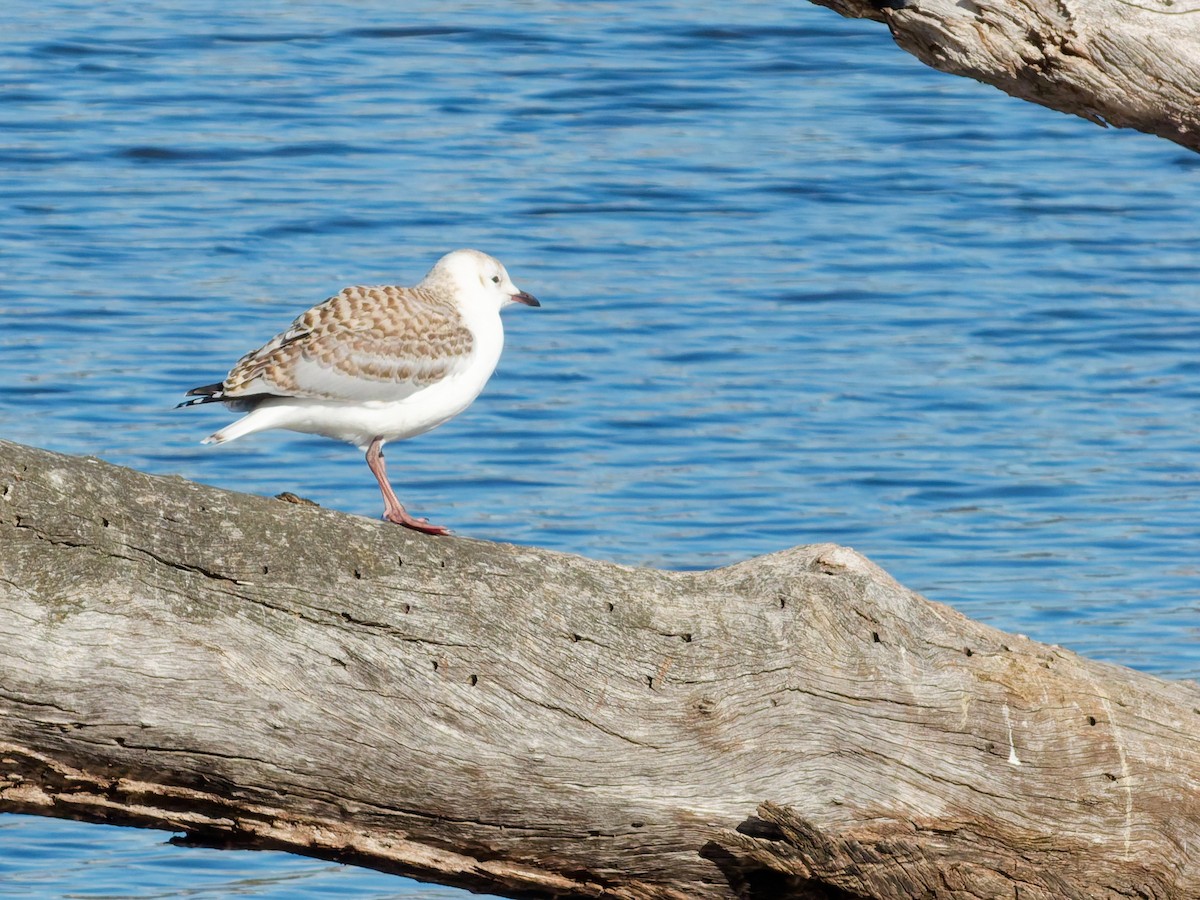 Silver Gull - ML643685730