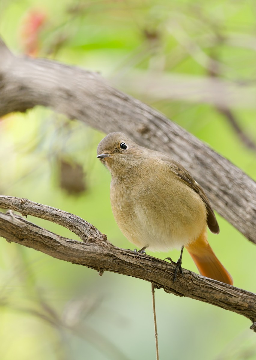 Daurian Redstart - ML643685731