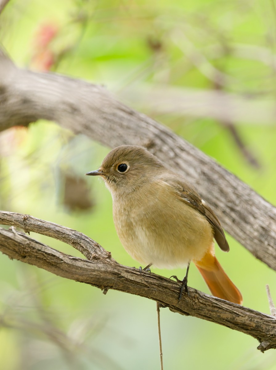 Daurian Redstart - ML643685732
