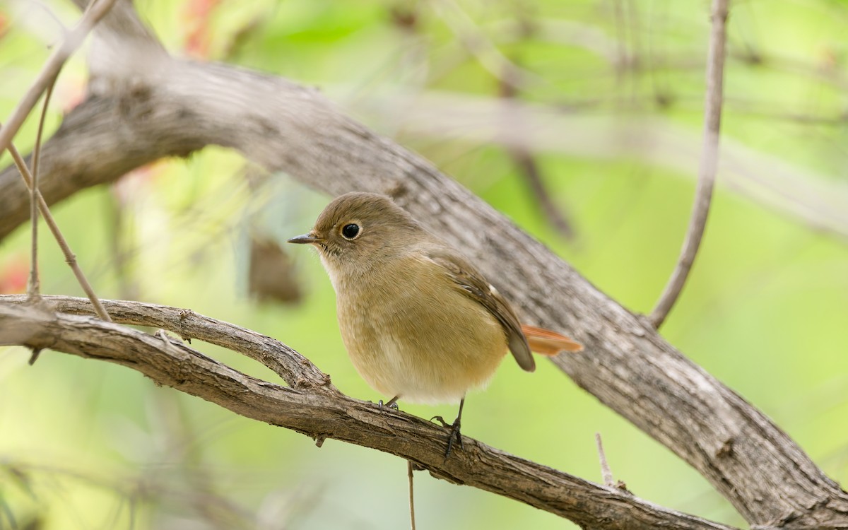 Daurian Redstart - ML643685733