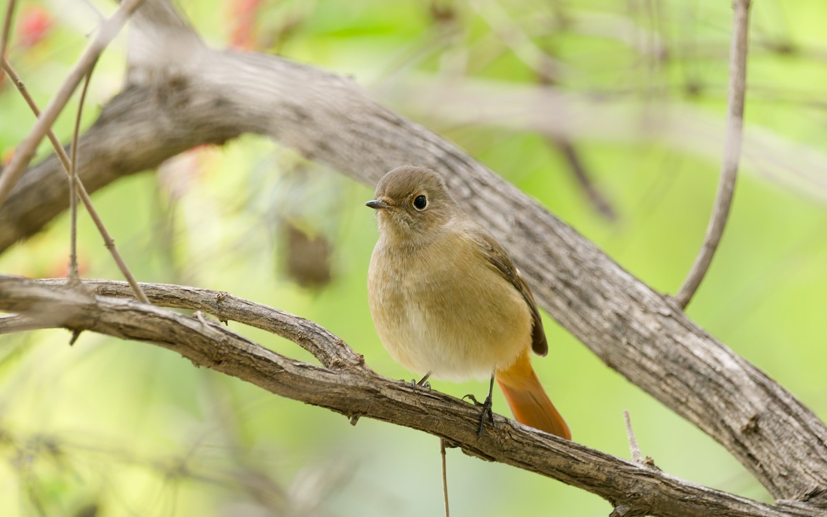 Daurian Redstart - ML643685734