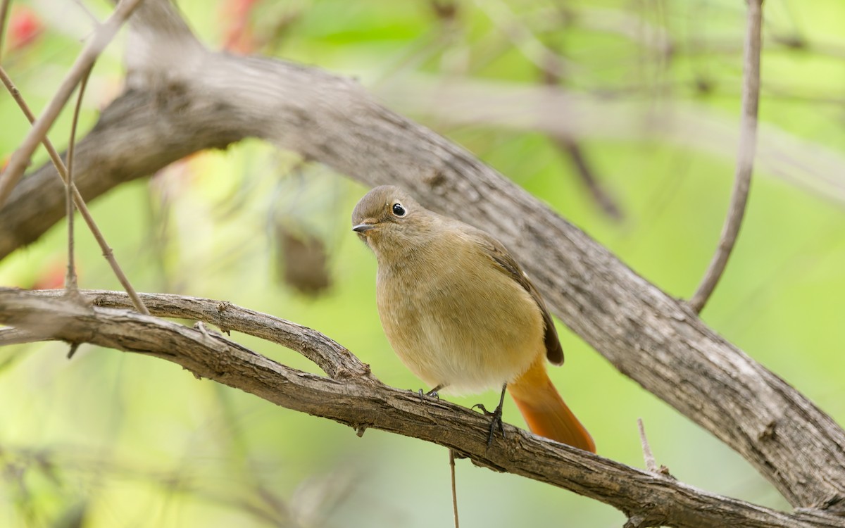 Daurian Redstart - ML643685735