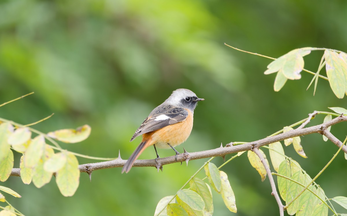 Daurian Redstart - ML643685736