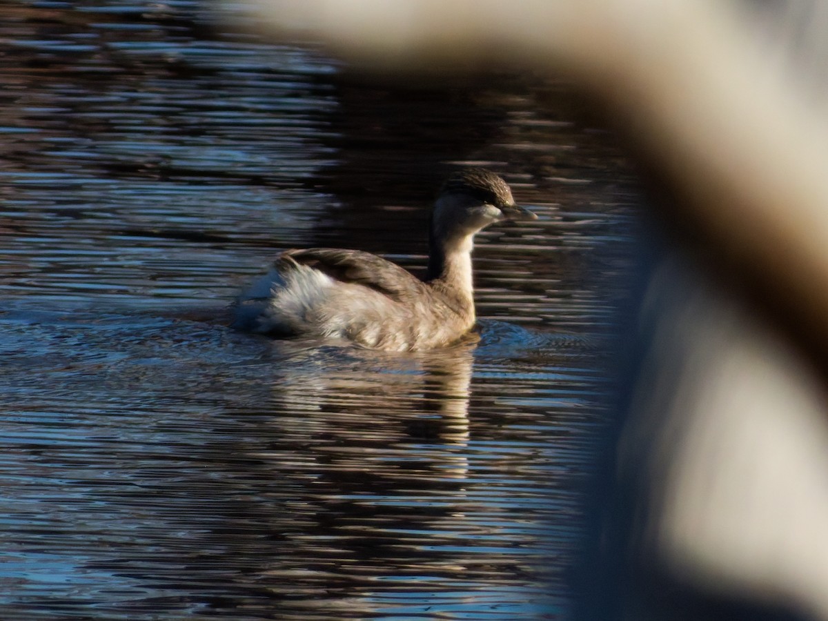 Hoary-headed Grebe - ML643685737