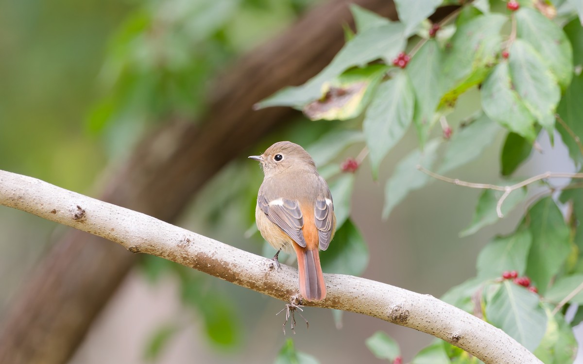Daurian Redstart - ML643685738