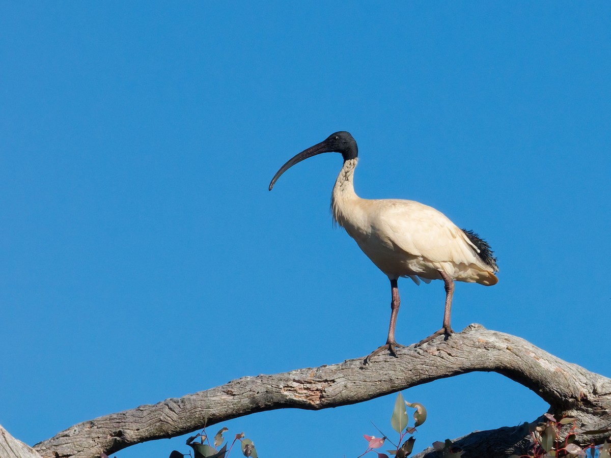 Australian Ibis - ML643685740