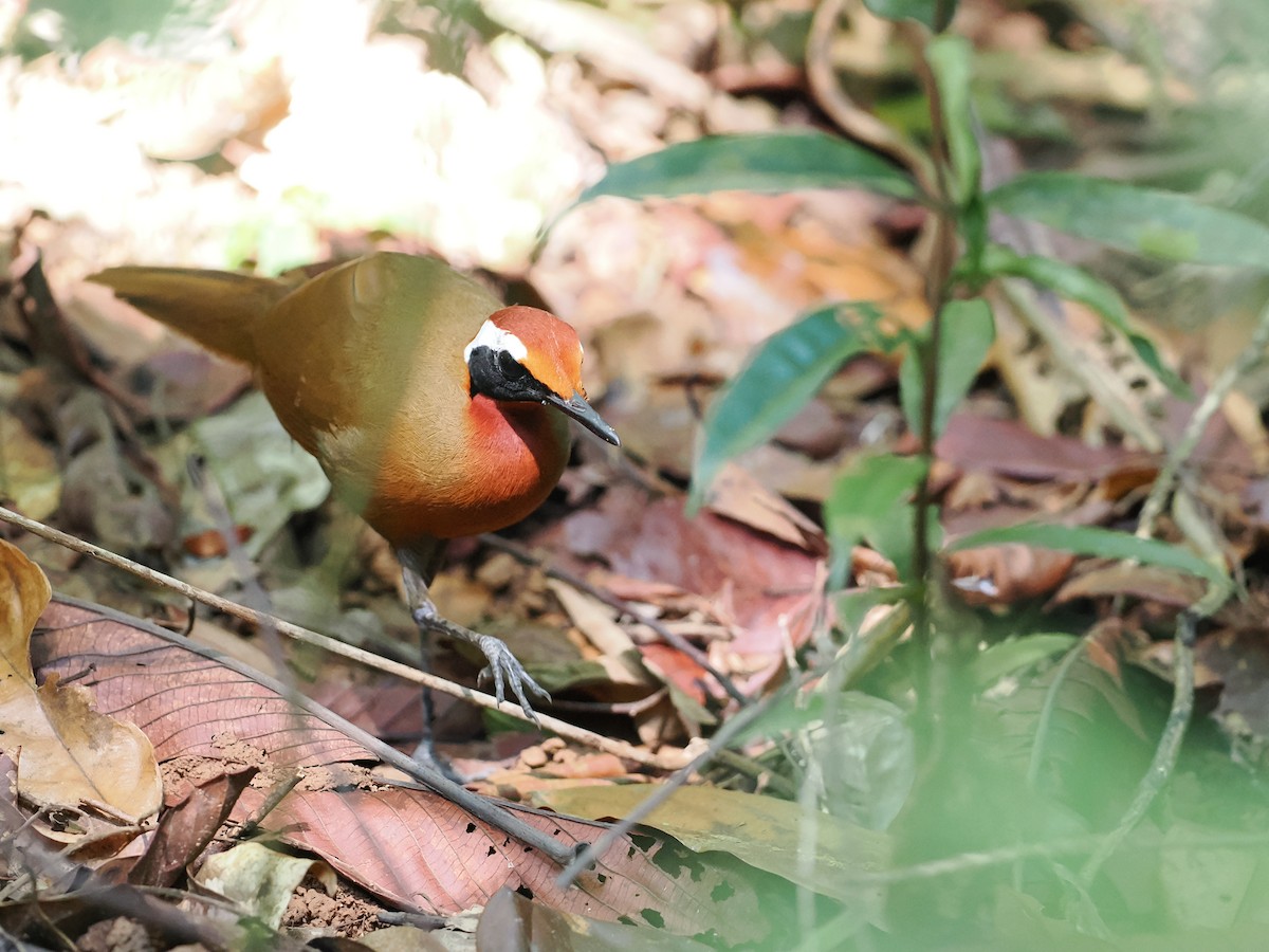 Malaysian Rail-babbler - ML643685741