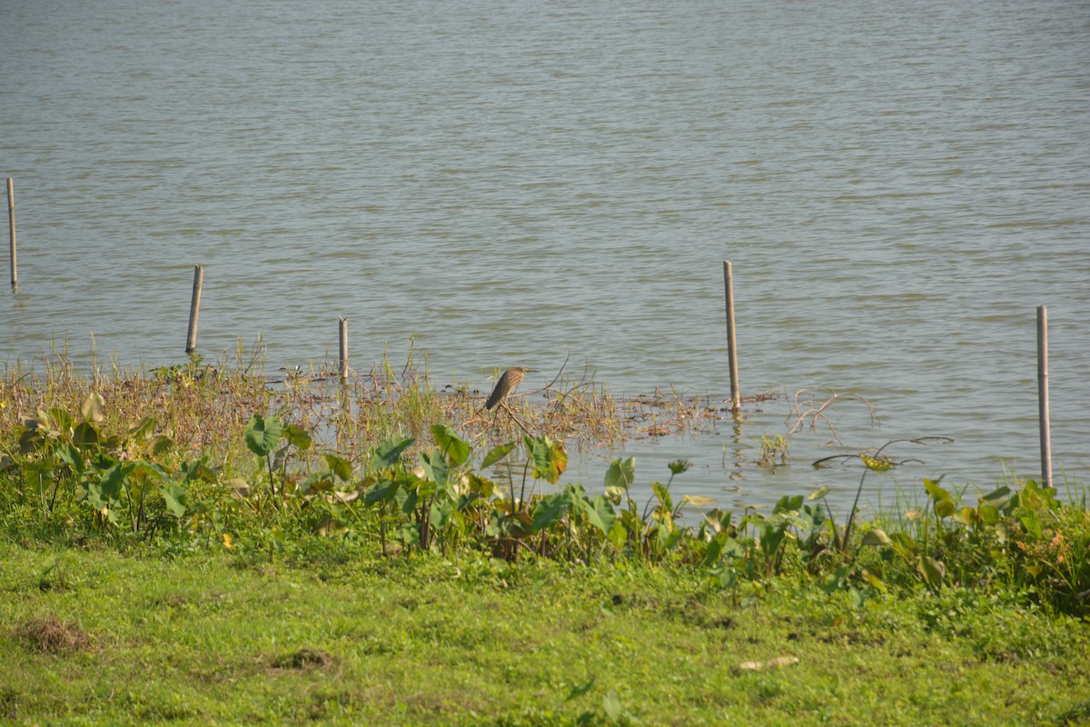 Indian Pond-Heron - ML643685743