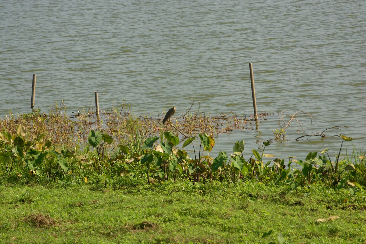 Indian Pond-Heron - ML643685744