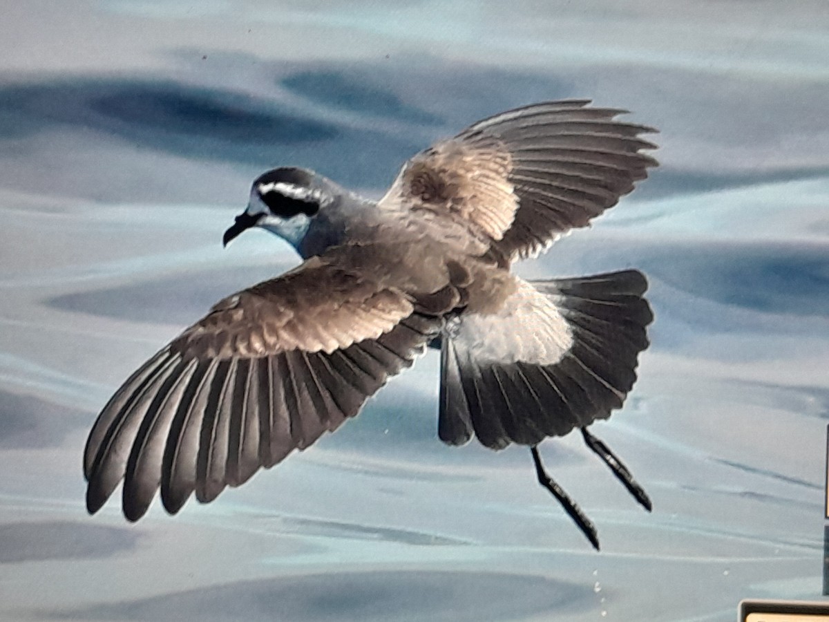 White-faced Storm-Petrel - ML643685746