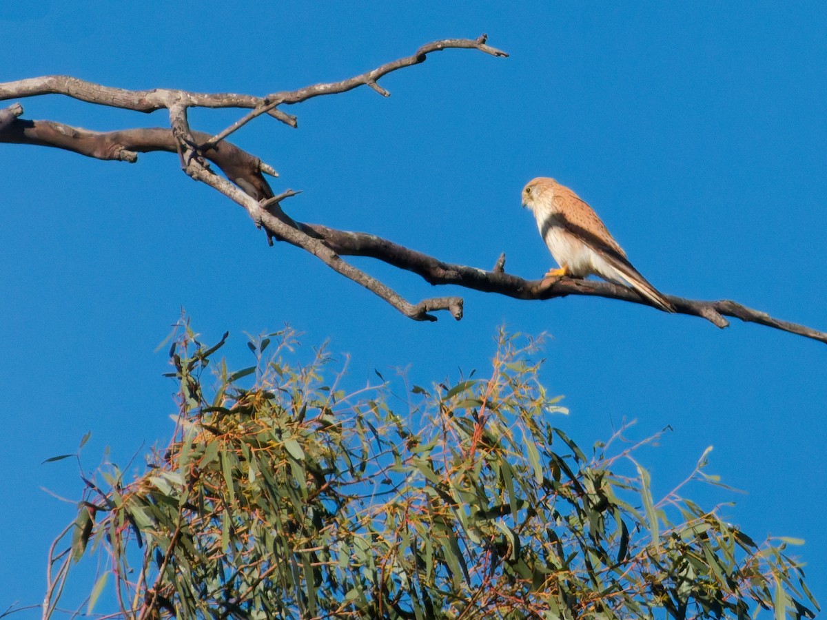 Nankeen Kestrel - ML643685747