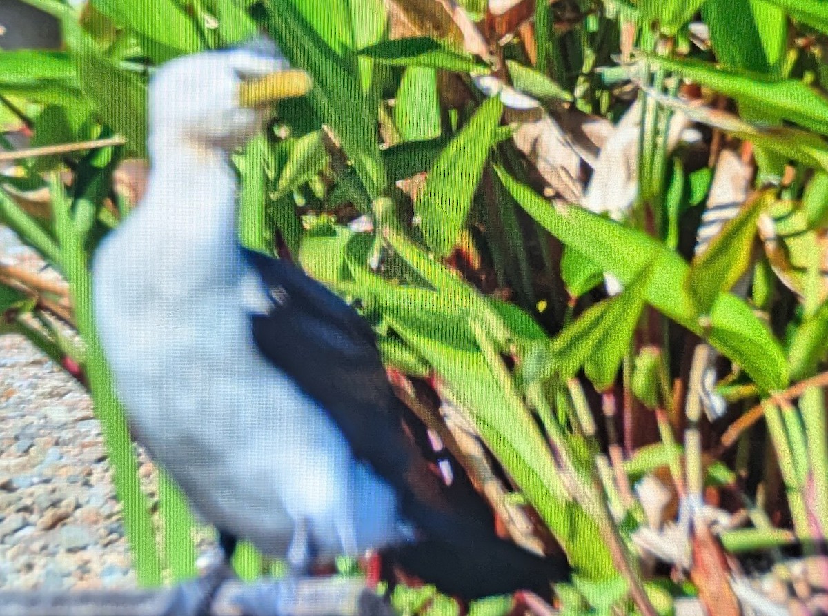 Little Pied Cormorant - ML643685751