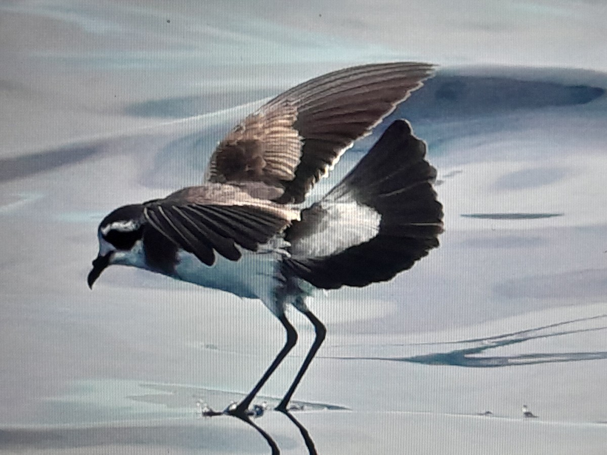White-faced Storm-Petrel - ML643685753