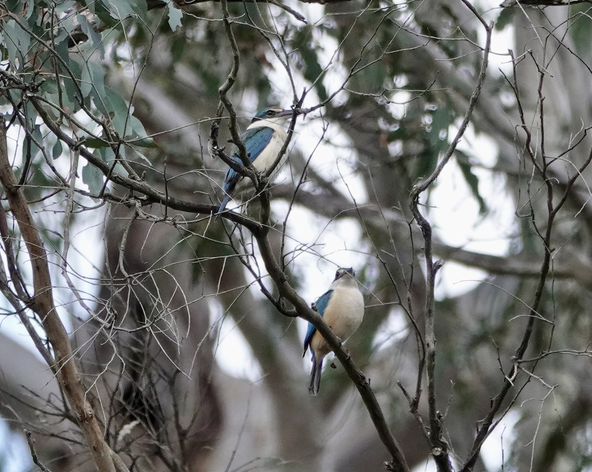 Sacred Kingfisher - ML643685754