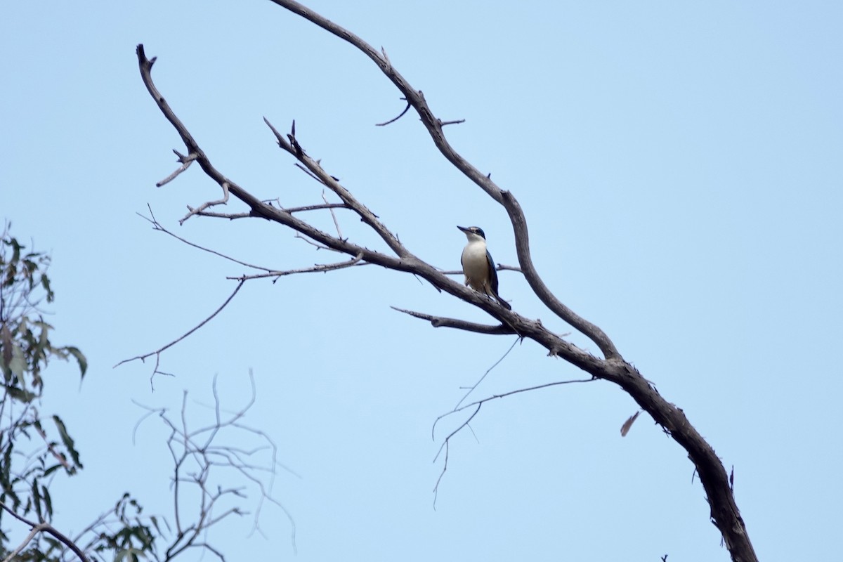 Sacred Kingfisher - ML643685755