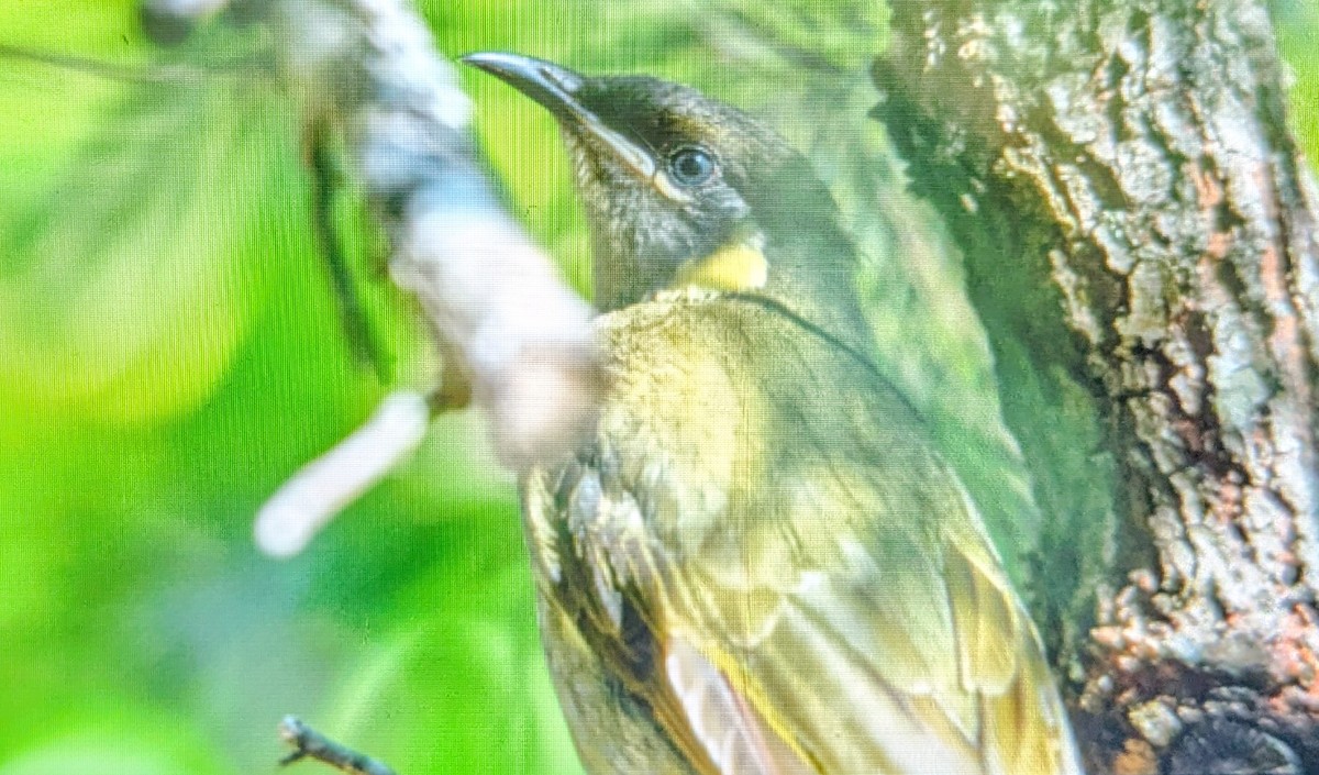 Lewin's Honeyeater - ML643685757