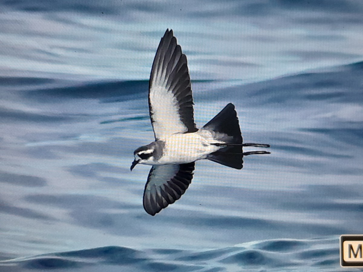White-faced Storm-Petrel - ML643685758