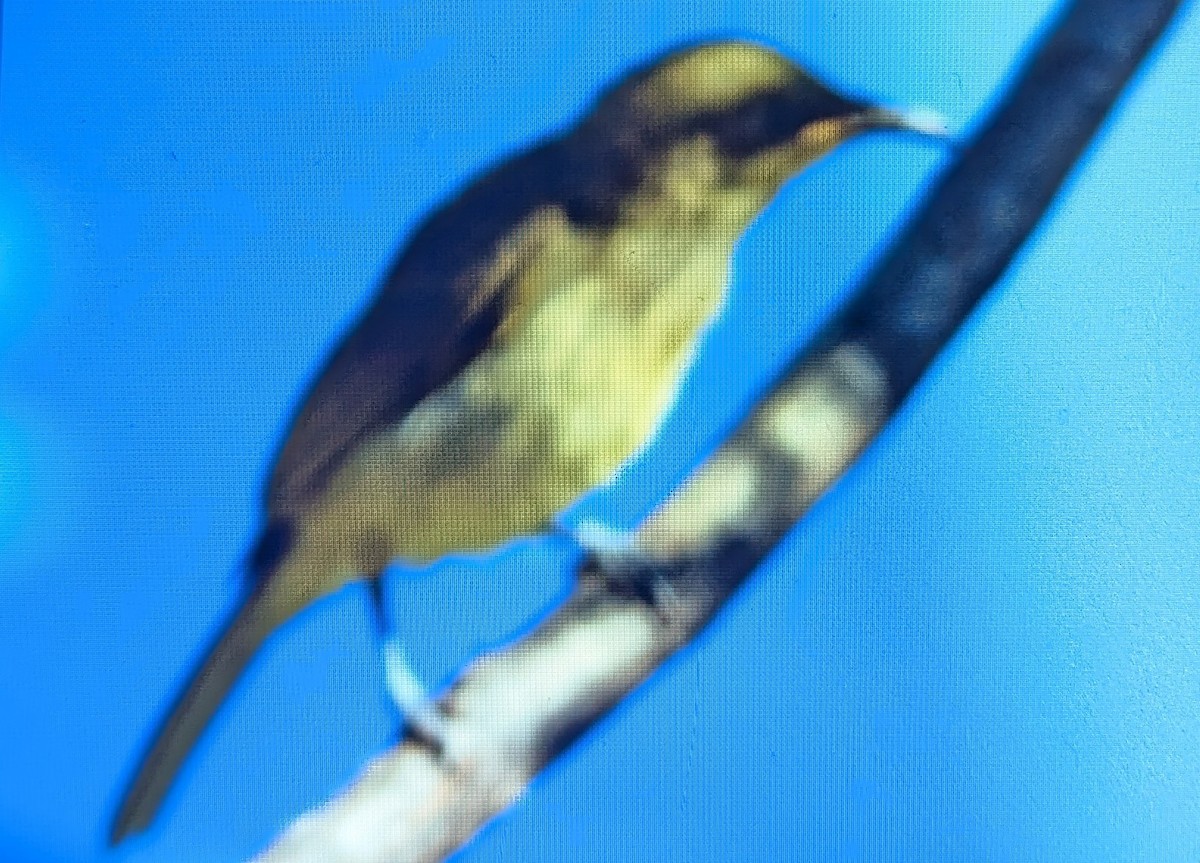 Brown Honeyeater - ML643685759