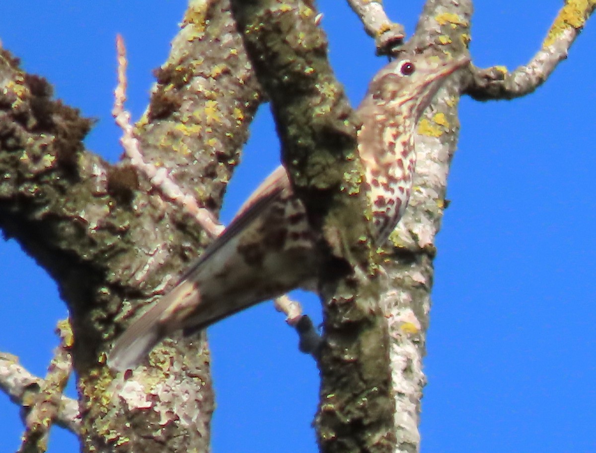 Song Thrush - ML643685760
