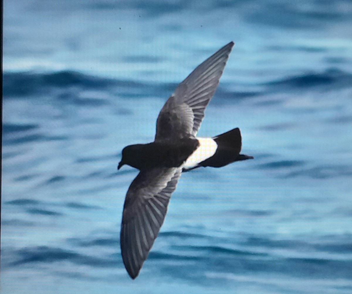 New Zealand Storm-Petrel - ML643685762