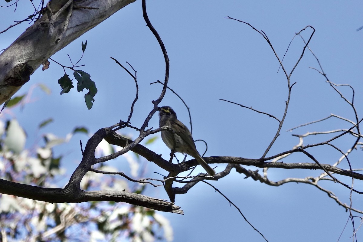 gulstripehonningeter - ML643685769